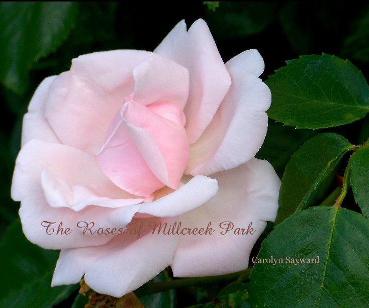 View The Roses of Millcreek Park by Carolyn Sayward