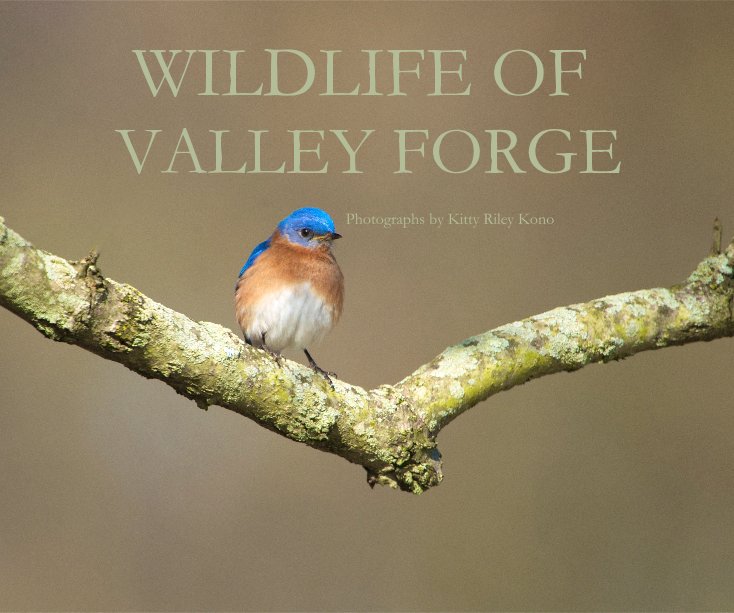 View Wildlife of Valley Forge by Kitty Riley Kono