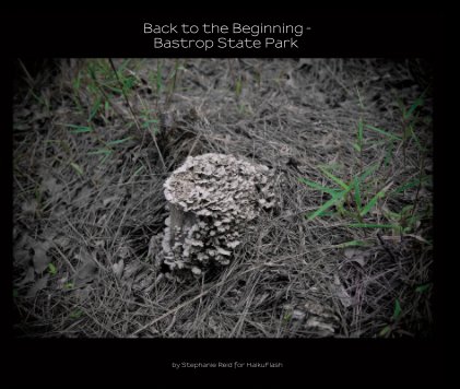 Back to the Beginning - Bastrop State Park (2nd edition), 13x11 book cover