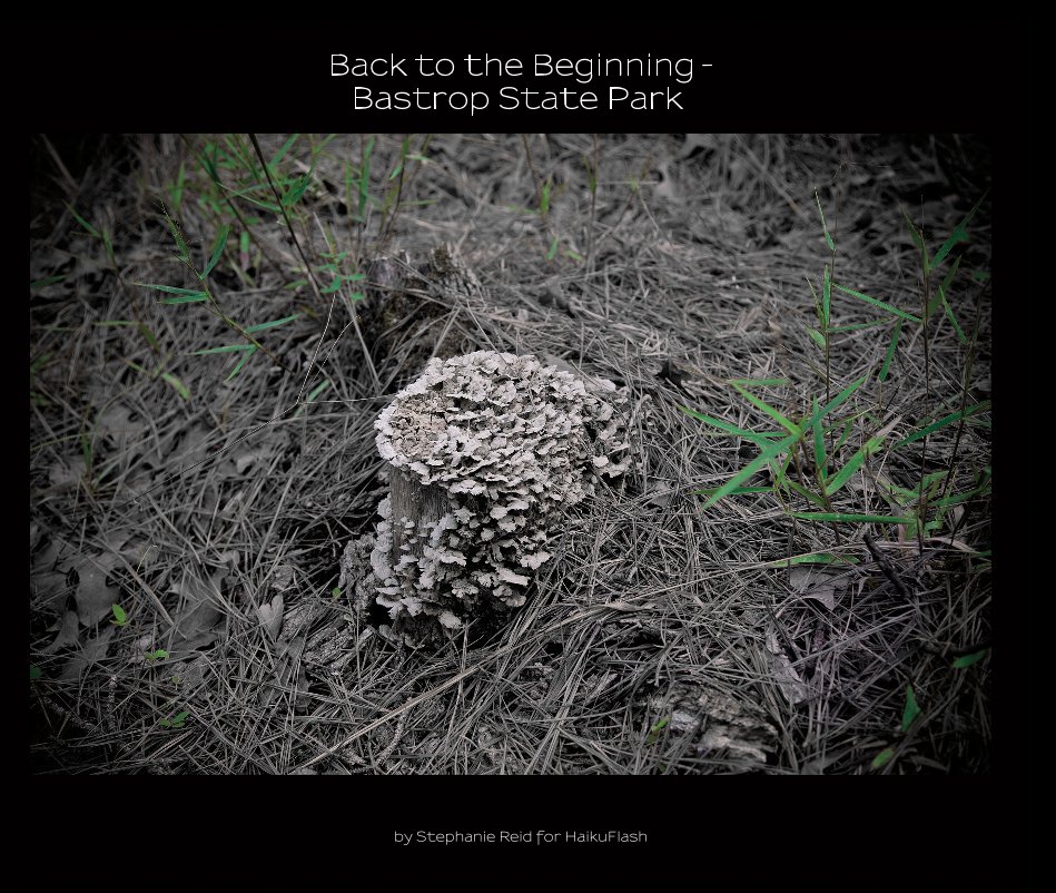 Visualizza Back to the Beginning - Bastrop State Park (2nd edition), 13x11 di Stephanie Reid for HaikuFlash