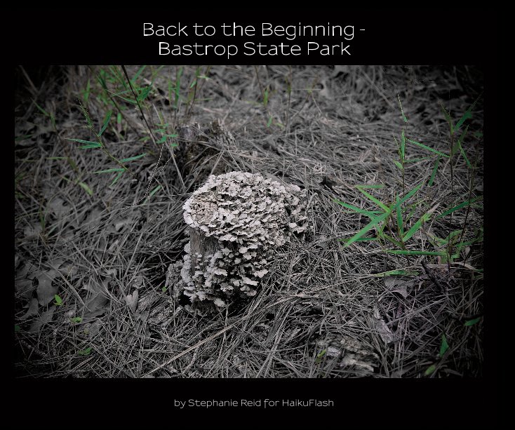 Ver Back to the Beginning - Bastrop State Park (3rd edition), 10x8 por Stephanie Reid for HaikuFlash