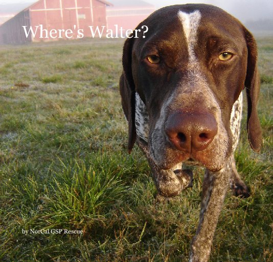 View Where's Walter? by NorCal GSP Rescue