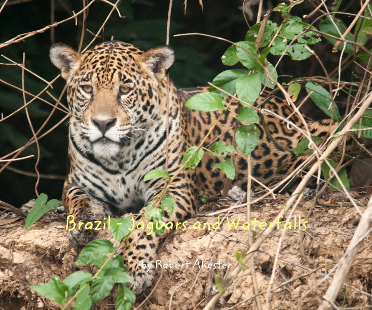 View Brazil - Jaguars and Waterfalls by Robert Akester