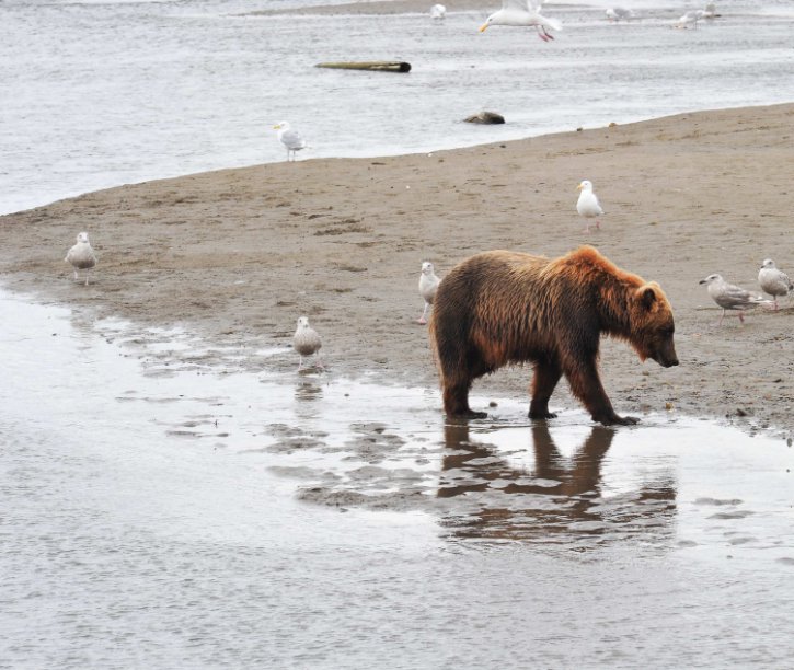 Ver Orsi Alaska por Stefano Cirella