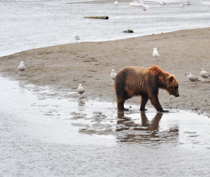 Visualizza Orsi Alaska di Stefano Cirella