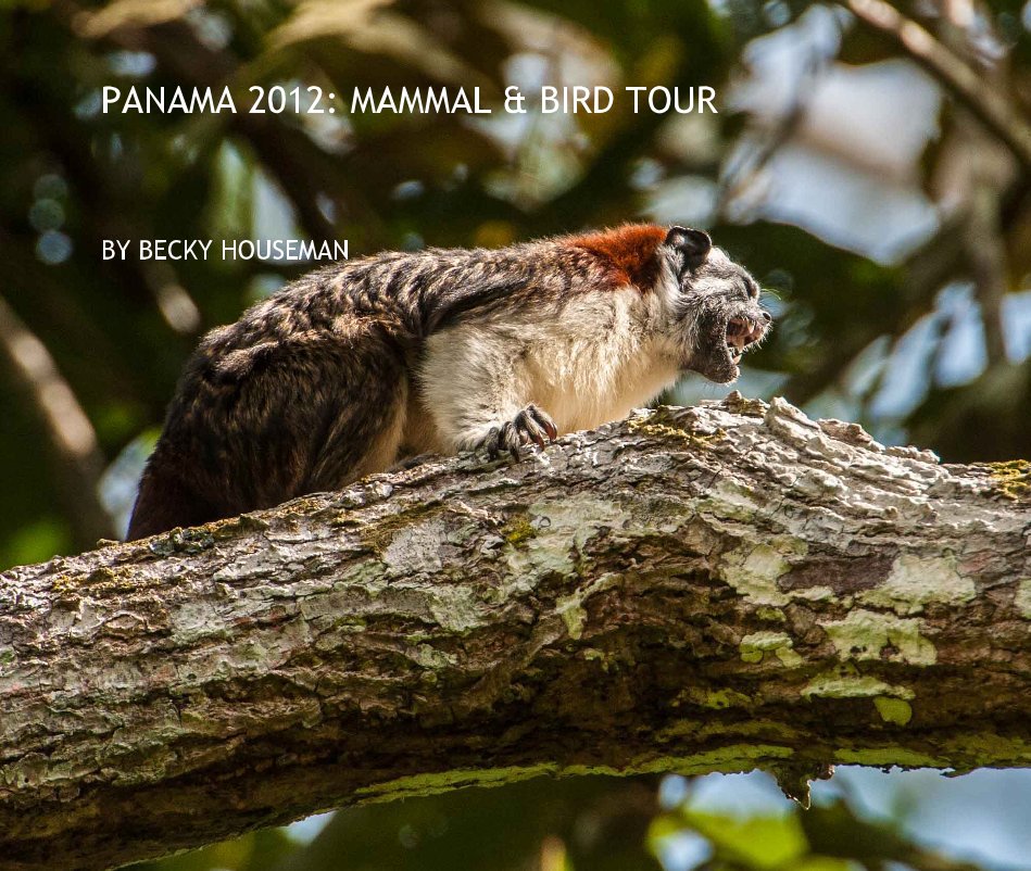 View PANAMA 2012: MAMMAL & BIRD TOUR by BECKY HOUSEMAN