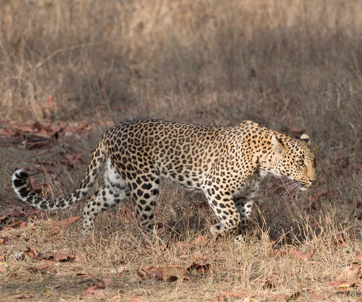 View Wild India by Tim Stewart