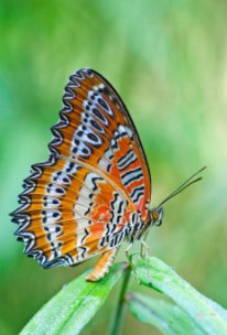 Butterflies are Free book cover