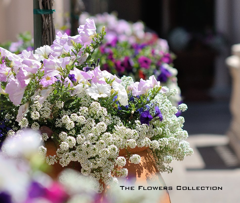 View The Flowers Collection by Ray Soares