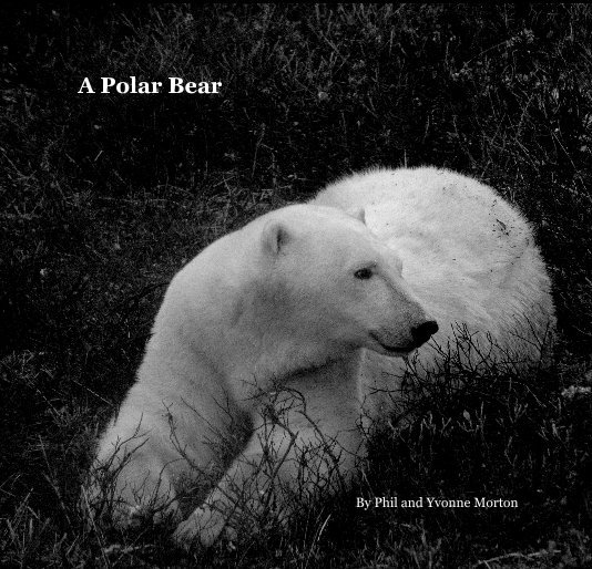 Bekijk a Polar Bear op Phil and Yvonne Morton