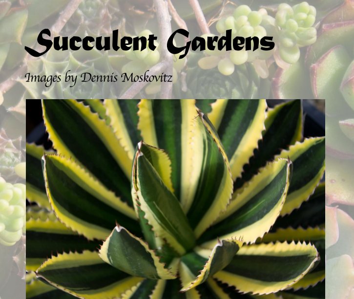 View Succulent Gardens by Dennis Moskovitz