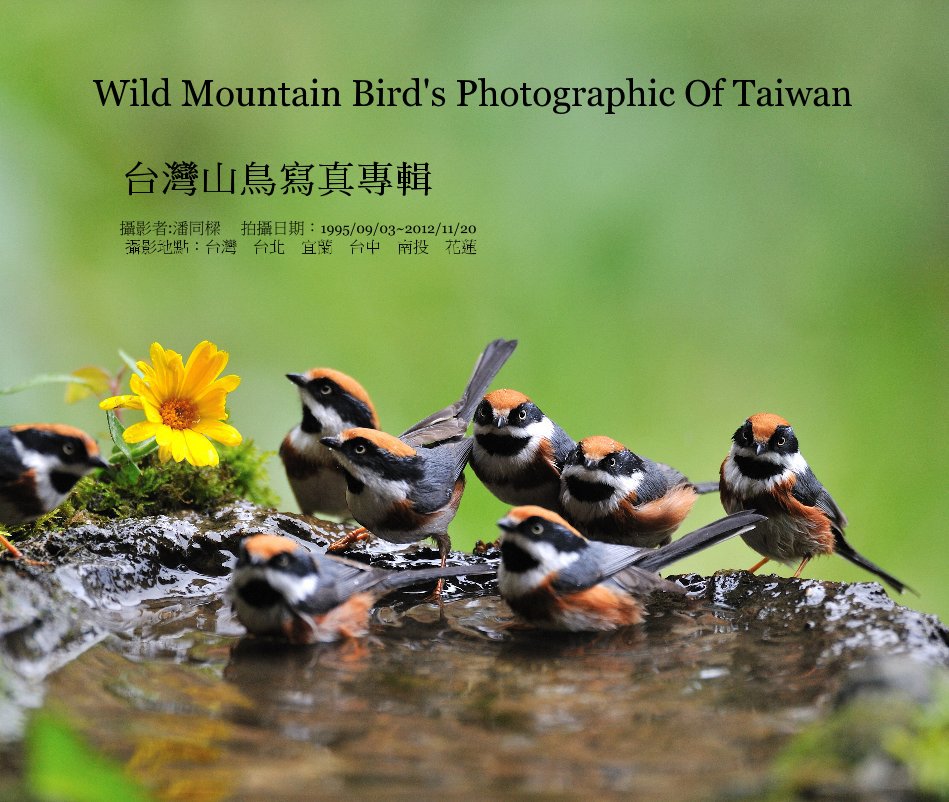 View Wild Mountain Bird's Photographic Of Taiwan 台灣山鳥寫真專輯 by 攝影者:潘同樑 拍攝日期：1995/09/03~2012/11/20 攝影地點：台灣 台北 宜蘭 台中 南投 花蓮