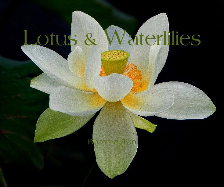 View Lotus & Waterlilies by Rommel Tan
