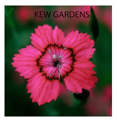 Kew Gardens book cover