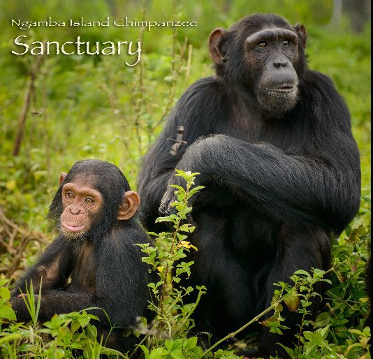 View Ngamba Island Chimpanzee Sanctuary by Photography by Barbara L. Hollweg