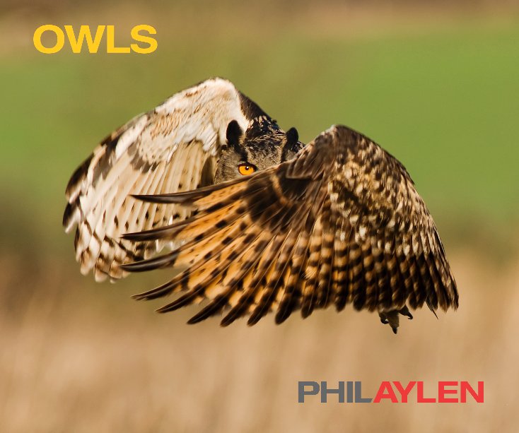 View Owls by Phil Aylen