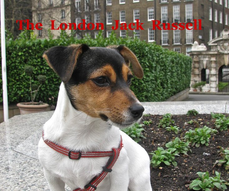 View The London Jack Russell by Anthony Falla