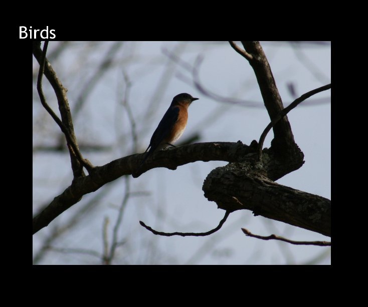 Ver Birds por Patty Fischetti