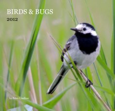 BIRDS & BUGS book cover