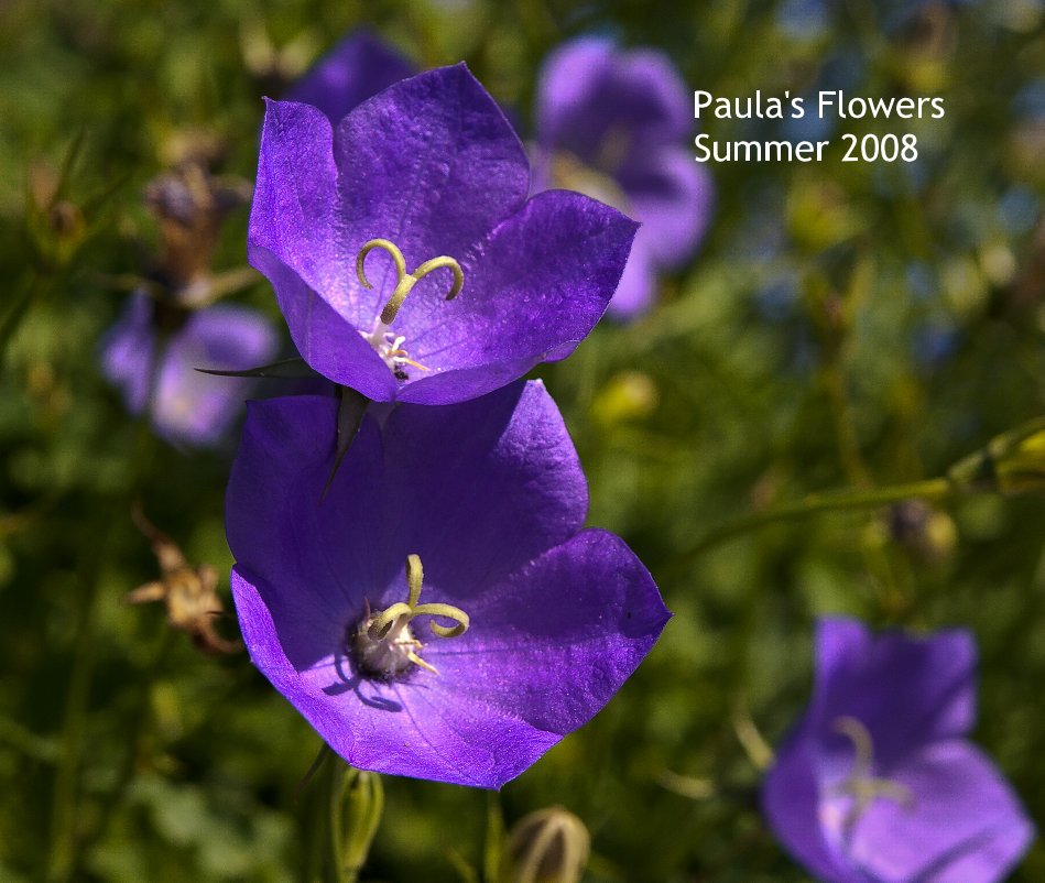 Ver Paula's Flowers Summer 2008-Large Format-Hardcover Only por Bill Warnke