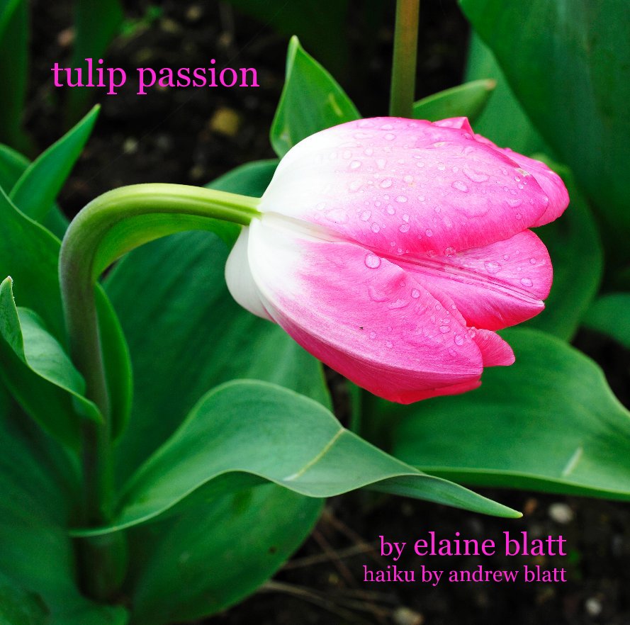 Ver tulip passion por elaine blatt haiku by andrew blatt