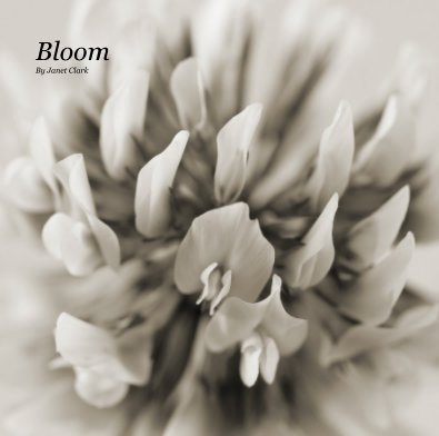 Bloom By Janet Clark book cover