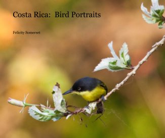 Costa Rica: Bird Portraits book cover