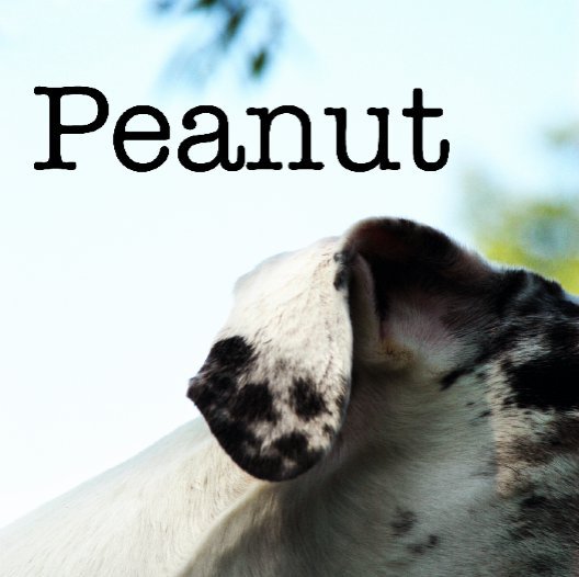 View Peanut by The WInning Image