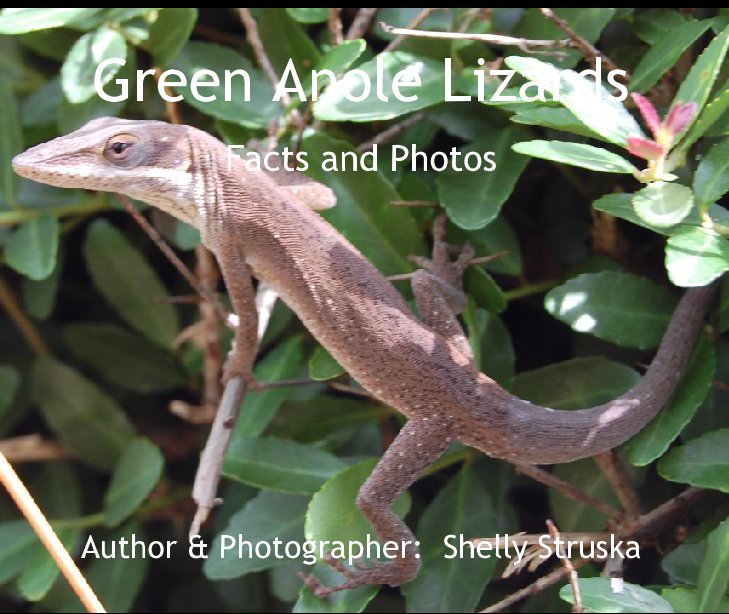 Bekijk Green Anole Lizards op Shelly Stasney