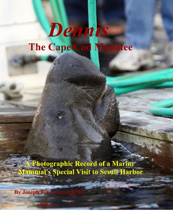 Ver Dennis The Cape Cod Manatee por Joseph F. Cavanaugh III