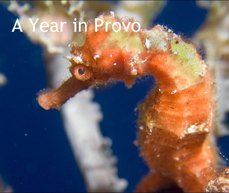 A Year in Provo nach wizbowes anzeigen
