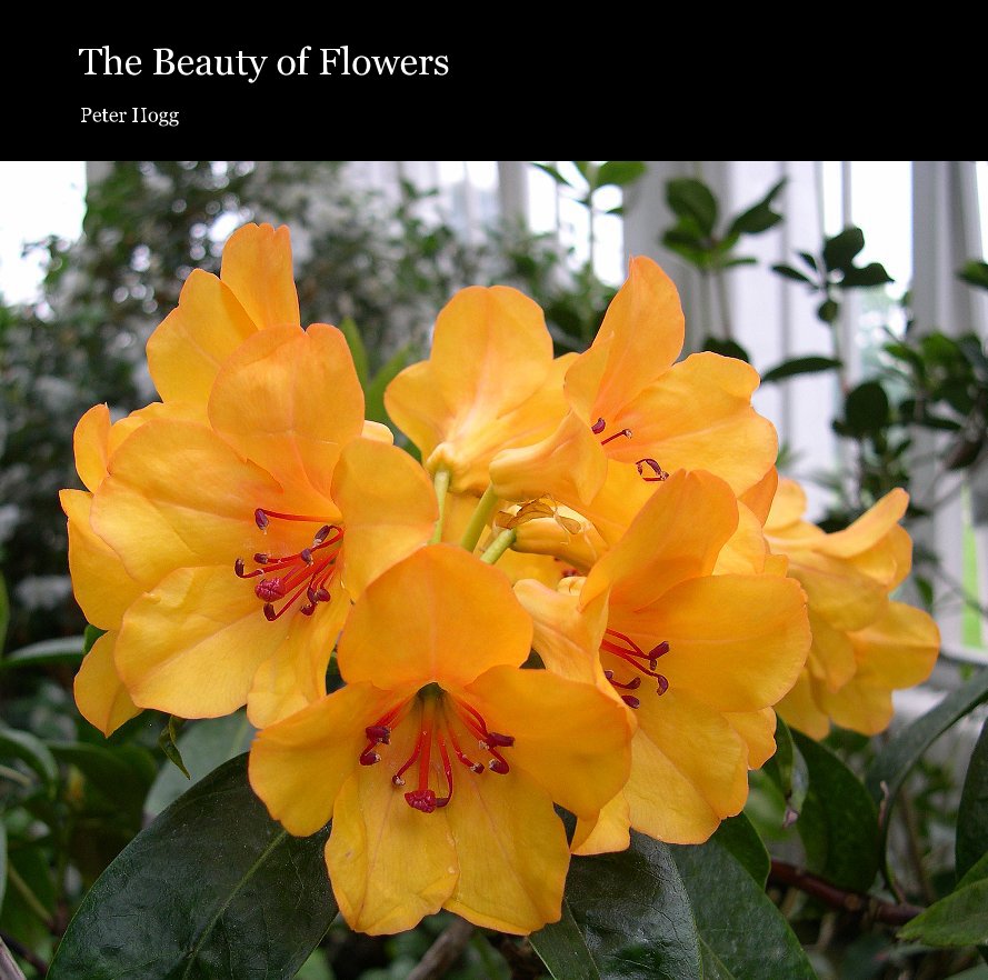 View The Beauty of Flowers by Peter Hogg