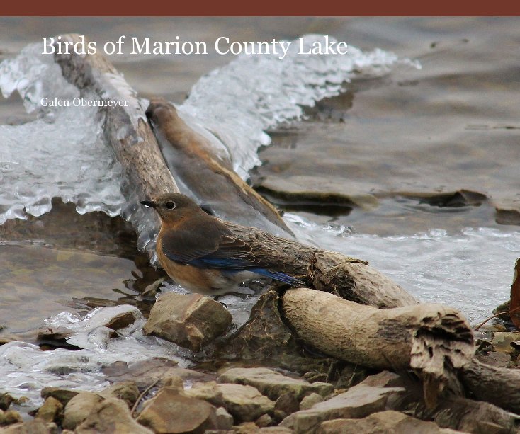 Ver Birds of Marion County Lake por Galen Obermeyer