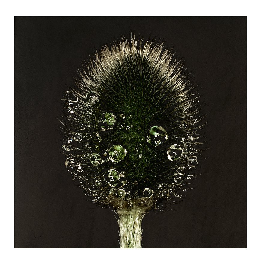 View The secret life of plants by Carsten Witte