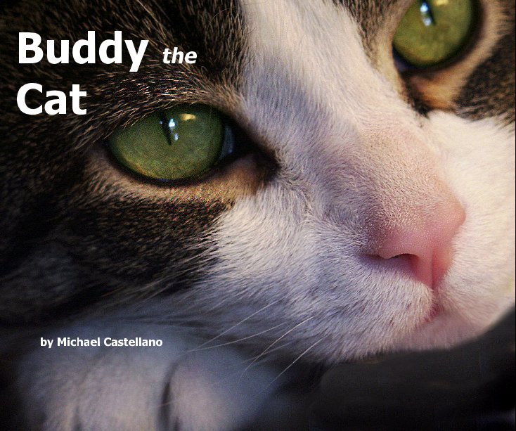 View Buddy the Cat by Michael Castellano
