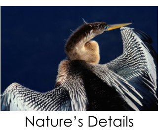 Nature's Details: a portfolio book cover