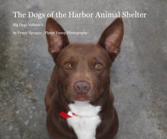The Dogs of the Harbor Animal Shelter book cover