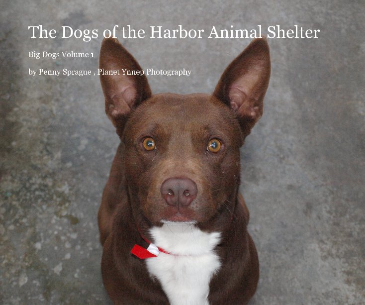 Ver The Dogs of the Harbor Animal Shelter por Penny Sprague , Planet Ynnep Photography
