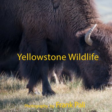 Yellowstone Wildlife book cover