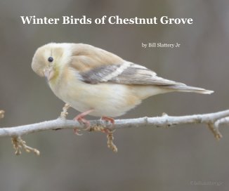 chestnut grove's winter birds 2 book cover