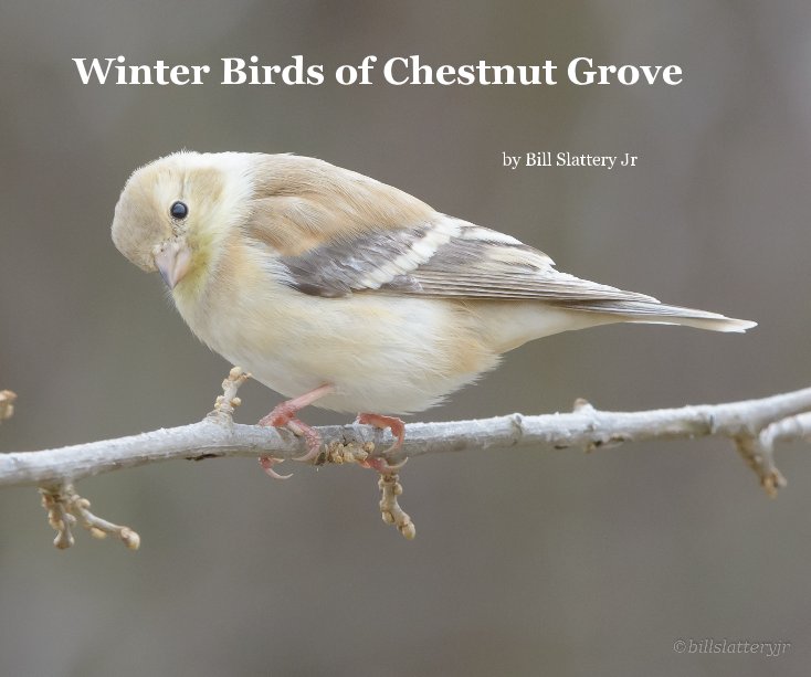chestnut grove's winter birds 2 nach Bill Slattery Jr anzeigen