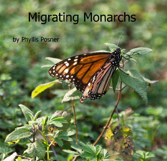 View Migrating Monarchs by Phyllis Posner
