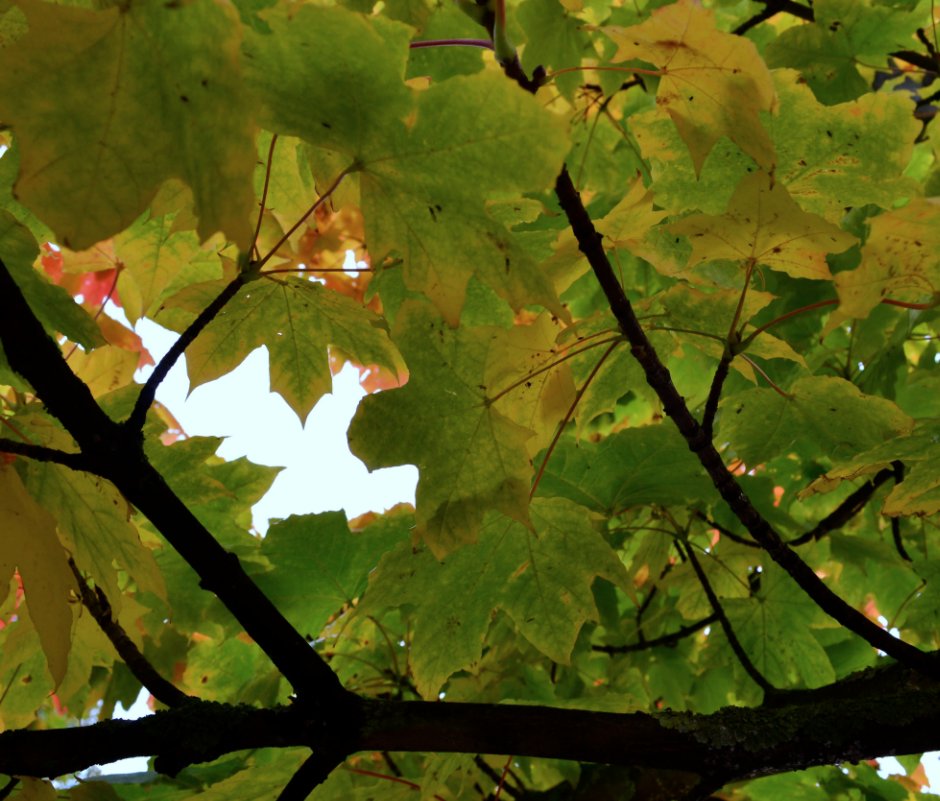 Ver Leaves of Fall por Sean Matthew Reddan