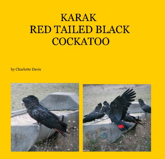 View KARAK RED TAILED BLACK COCKATOO by Charlotte Davis