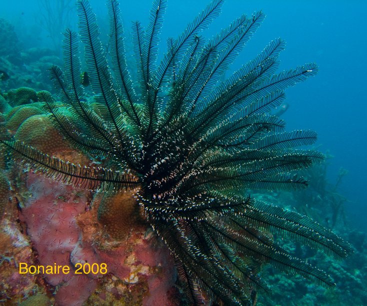 View Bonaire 2008 by rgallo