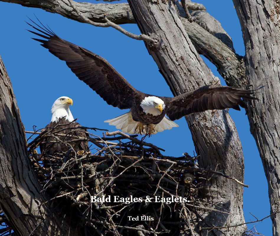 Ver Bald Eagles & Eaglets. por Ted Ellis