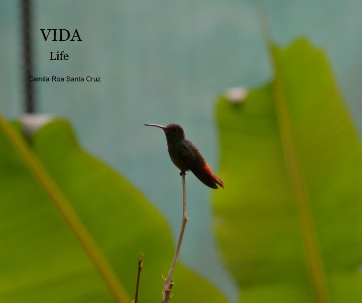 View VIDA by Camila Roa Santa Cruz