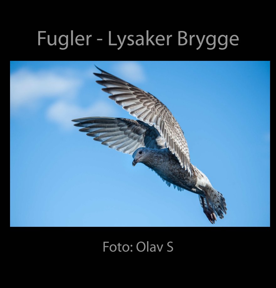 View Fugler by Olav Slettemoen