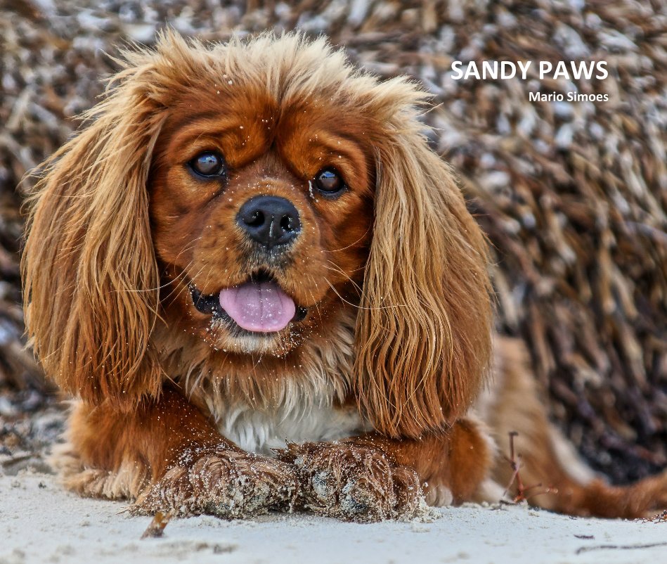 View SANDY PAWS by Mario Simoes