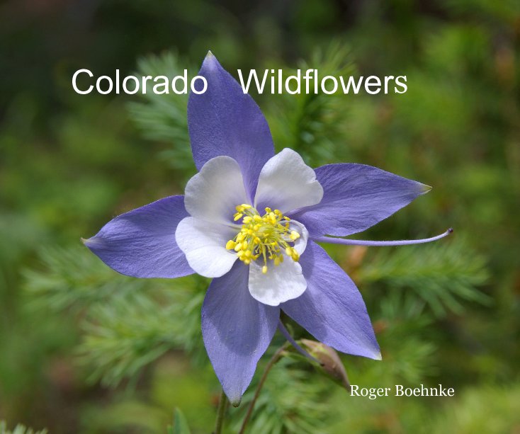 View Colorado Wildflowers by Roger Boehnke